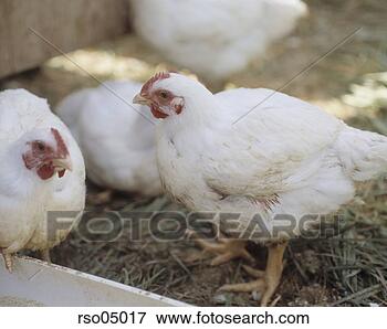 Picture - hens. fotosearch 
- search stock 
photos, pictures, 
images, and photo 
clipart