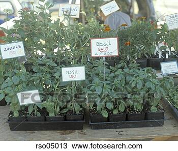 Stock Photo - herbs for sale. 
fotosearch - search 
stock photos, 
pictures, images, 
and photo clipart