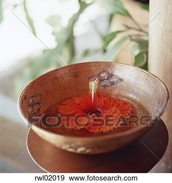 Stock Photograph - hibiscus flower 
floating in bowl 
of water. fotosearch 
- search stock 
photos, pictures, 
images, and photo 
clipart