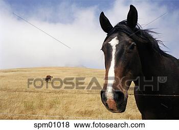 Stock Photo - horse leaning 
over wire fence. 
fotosearch - search 
stock photos, 
pictures, images, 
and photo clipart