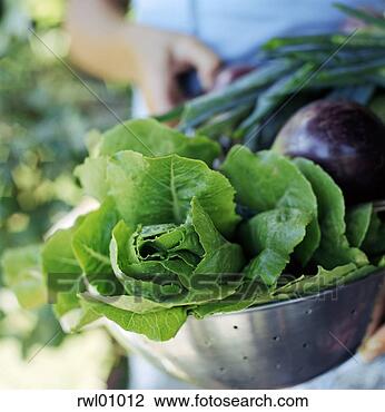 Stock Photo - lettuce in colander. 
fotosearch - search 
stock photos, 
pictures, images, 
and photo clipart