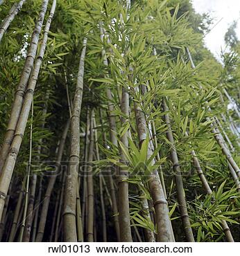 Stock Photo - low angle view 
of bamboo. fotosearch 
- search stock 
photos, pictures, 
images, and photo 
clipart