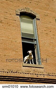 Stock Photography - low angle view 
of dog standing 
in open window 
of brick building. 
fotosearch - search 
stock photos, 
pictures, images, 
and photo clipart