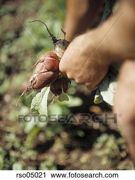 Stock Photography - man picking radishes. 
fotosearch - search 
stock photos, 
pictures, images, 
and photo clipart