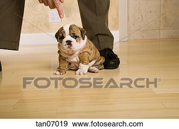 Stock Photograph - man scolding english 
bulldog puppy. 
fotosearch - search 
stock photos, 
pictures, images, 
and photo clipart