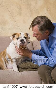 Picture - mature man petting 
english bulldog. 
fotosearch - search 
stock photos, 
pictures, images, 
and photo clipart