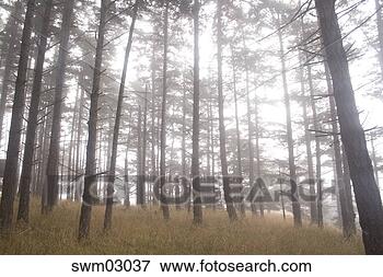 Picture - misty forest. 
fotosearch - search 
stock photos, 
pictures, images, 
and photo clipart