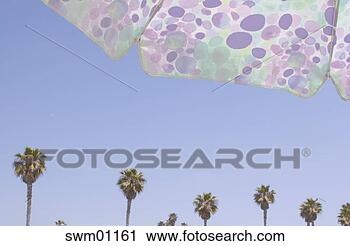 Stock Photography - palm trees and 
umbrella. fotosearch 
- search stock 
photos, pictures, 
images, and photo 
clipart