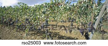 Stock Photo - panoramic view 
of grapevines 
in vineyard. fotosearch 
- search stock 
photos, pictures, 
images, and photo 
clipart
