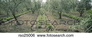 Stock Photo - panoramic view 
of rows of vegetables. 
fotosearch - search 
stock photos, 
pictures, images, 
and photo clipart