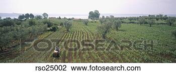 Stock Photo - panoramic view 
of tractor in 
field. fotosearch 
- search stock 
photos, pictures, 
images, and photo 
clipart