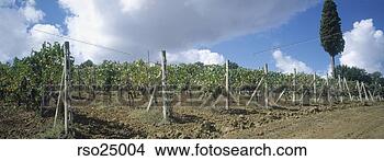 Stock Photo - panoramic view 
of vineyard. fotosearch 
- search stock 
photos, pictures, 
images, and photo 
clipart
