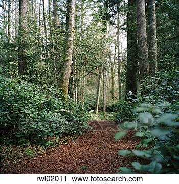 Stock Photography - path through forest. 
fotosearch - search 
stock photos, 
pictures, images, 
and photo clipart