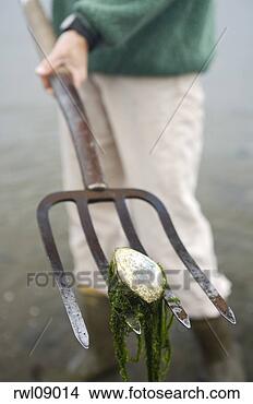 Stock Photo - person holding 
a pitchfork with 
seaweed and clam. 
fotosearch - search 
stock photos, 
pictures, images, 
and photo clipart