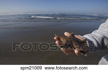 Stock Photograph - person holding 
starfish on beach. 
fotosearch - search 
stock photos, 
pictures, images, 
and photo clipart