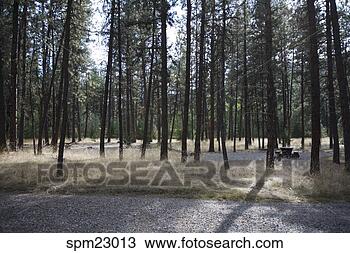Stock Photo - picnic table in 
woods. fotosearch 
- search stock 
photos, pictures, 
images, and photo 
clipart