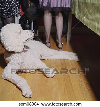 Stock Photo - poodle relaxing 
on floor. fotosearch 
- search stock 
photos, pictures, 
images, and photo 
clipart