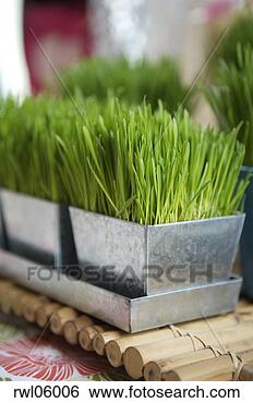 Stock Photo - potted wheat grass 
on tabletop. fotosearch 
- search stock 
photos, pictures, 
images, and photo 
clipart