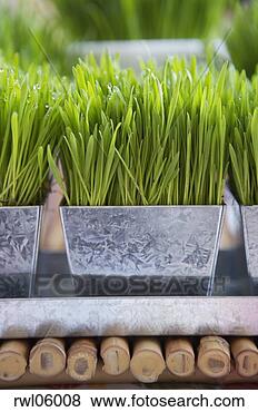 Stock Photo - potted wheat grass 
on tabletop. fotosearch 
- search stock 
photos, pictures, 
images, and photo 
clipart
