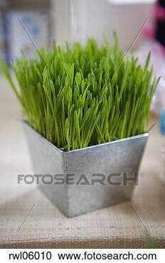 Stock Photography - potted wheat grass 
on tabletop. fotosearch 
- search stock 
photos, pictures, 
images, and photo 
clipart