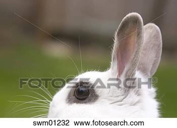 Stock Photo - rabbit ears. fotosearch 
- search stock 
photos, pictures, 
images, and photo 
clipart