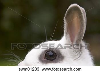 Stock Photo - rabbit ears. fotosearch 
- search stock 
photos, pictures, 
images, and photo 
clipart