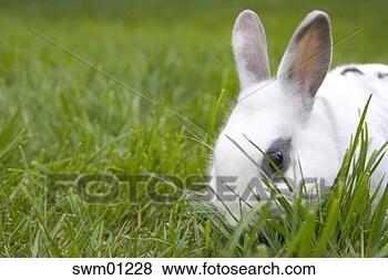 Stock Photo - rabbit in grass. 
fotosearch - search 
stock photos, 
pictures, images, 
and photo clipart