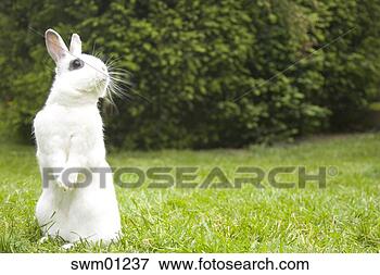 Picture - rabbit standing 
on hind legs. 
fotosearch - search 
stock photos, 
pictures, images, 
and photo clipart