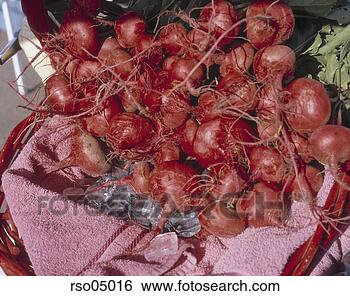 Stock Photo - radishes. fotosearch 
- search stock 
photos, pictures, 
images, and photo 
clipart