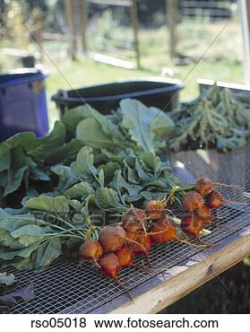 Stock Photo - radishes. fotosearch 
- search stock 
photos, pictures, 
images, and photo 
clipart