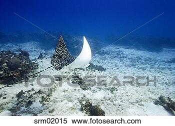 Stock Image - ray swimming in 
ocean. fotosearch 
- search stock 
photos, pictures, 
images, and photo 
clipart