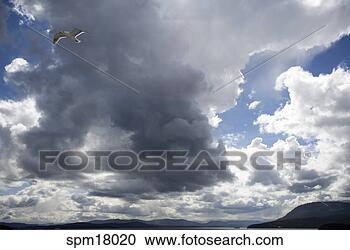 Stock Photography - seagulls and clouds. 
fotosearch - search 
stock photos, 
pictures, images, 
and photo clipart