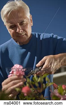 Stock Photography - senior man gardening. 
fotosearch - search 
stock photos, 
pictures, images, 
and photo clipart