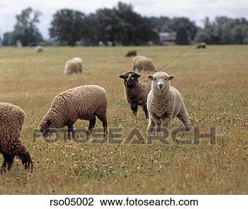 Stock Photo - sheep in field. 
fotosearch - search 
stock photos, 
pictures, images, 
and photo clipart