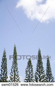 Stock Photo - silhouette of 
trees against 
blue sky. fotosearch 
- search stock 
photos, pictures, 
images, and photo 
clipart