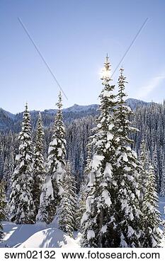 Stock Photo - snow-covered trees, 
cascade mountains, 
washington. fotosearch 
- search stock 
photos, pictures, 
images, and photo 
clipart
