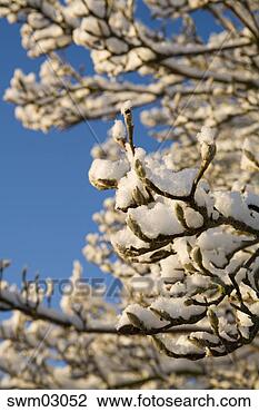 Stock Photo - snow on tree branches. 
fotosearch - search 
stock photos, 
pictures, images, 
and photo clipart