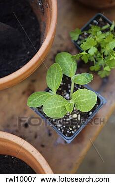 Picture - squash and herb 
seedlings. fotosearch 
- search stock 
photos, pictures, 
images, and photo 
clipart