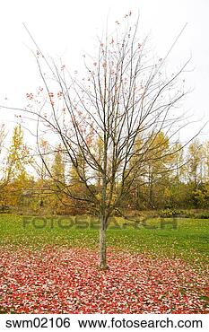 Stock Photo - tree shedding 
autumn leaves. 
fotosearch - search 
stock photos, 
pictures, images, 
and photo clipart
