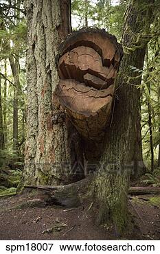 Picture - tree stump in 
forest. fotosearch 
- search stock 
photos, pictures, 
images, and photo 
clipart