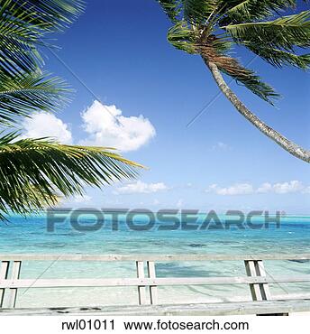 Stock Photography - tropical beach. 
fotosearch - search 
stock photos, 
pictures, images, 
and photo clipart