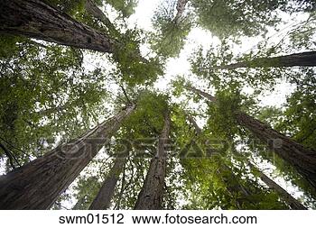 Stock Photo - view from below 
of treetops and 
sky. fotosearch 
- search stock 
photos, pictures, 
images, and photo 
clipart