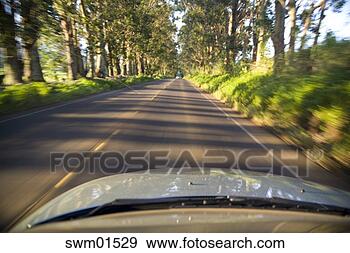 Stock Photograph - view from roof 
of car of treelined 
road. fotosearch 
- search stock 
photos, pictures, 
images, and photo 
clipart