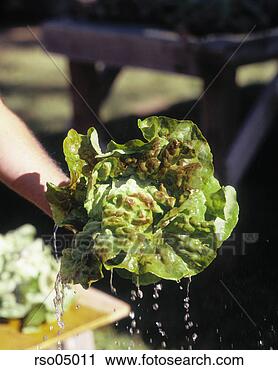 Stock Photography - washed lettuce. 
fotosearch - search 
stock photos, 
pictures, images, 
and photo clipart