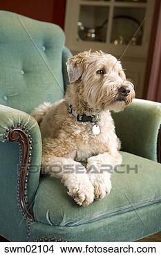 Stock Photo - wheaten terrier 
sitting in armchair. 
fotosearch - search 
stock photos, 
pictures, images, 
and photo clipart