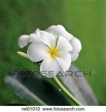 Stock Photography - white frangipani 
flower. fotosearch 
- search stock 
photos, pictures, 
images, and photo 
clipart