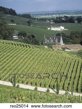 Stock Photo - wine chateau and 
vineyards in bordeaux, 
france. fotosearch 
- search stock 
photos, pictures, 
images, and photo 
clipart