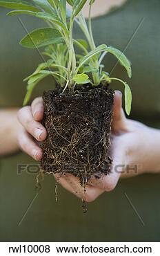 Stock Photo - woman holding 
sage plant. fotosearch 
- search stock 
photos, pictures, 
images, and photo 
clipart