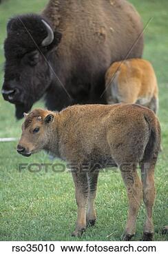 Stock Photography - yak baby. fotosearch 
- search stock 
photos, pictures, 
images, and photo 
clipart