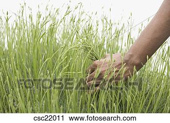 Stock Photography - african man grabbing 
grass. fotosearch 
- search stock 
photos, pictures, 
images, and photo 
clipart